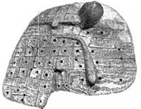 Sheep liver model Sheep liver model