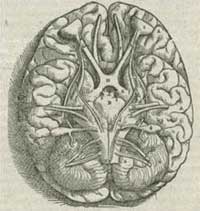 drawing of the human brain drawing of the human brain