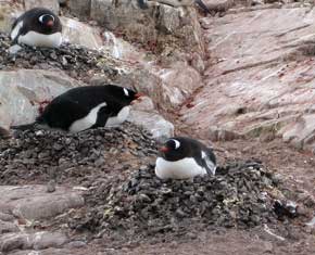 nesting_penguins nesting_penguins