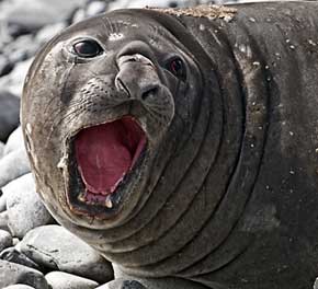 seal seal